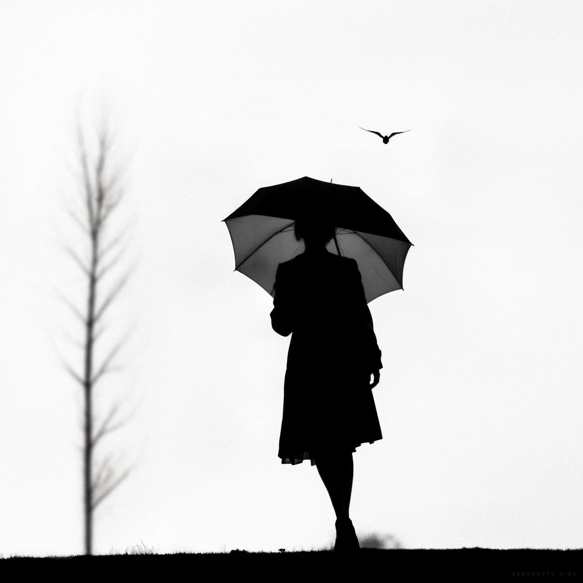 Elegance in the Silent Shadows